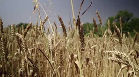 So close to the wheat. On a summer day. On the brink of the woods. Sliding shot Stock Footage 67756834