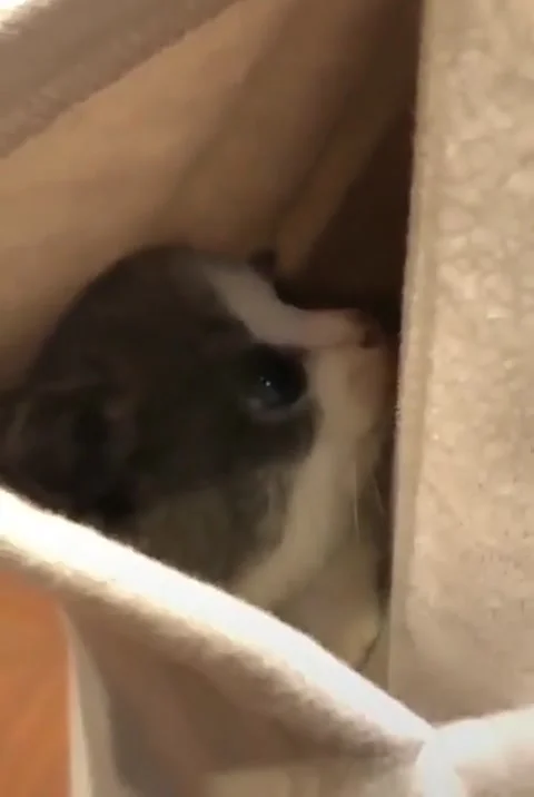 So cute Stock Footage 223622694