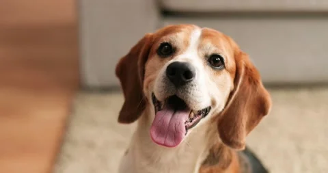 So cute. Spotted beagle dog stuck out his tongue from the heat while sitting at Stock Footage 159797951