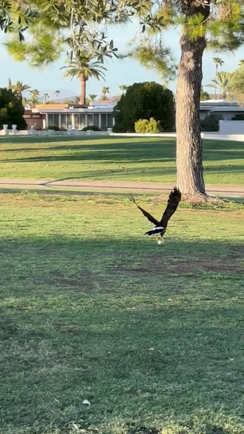 So Do I Write Down an Eagle on the Scorecard?, Phoenix, Arizona, USA - 24 Aug 20 Stock Footage 343443577