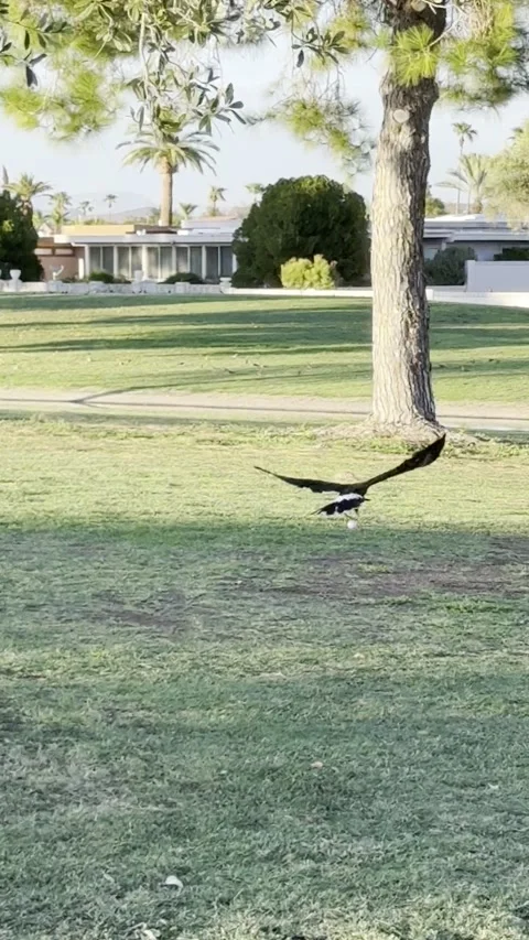 So Do I Write Down an Eagle on the Scorecard?, Phoenix, Arizona, USA - 17 Aug 20 Stock Footage 343443595