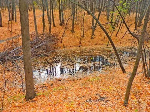 So ends the pond in the forest Stock Photos