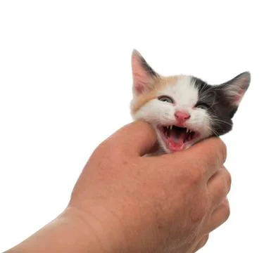 So it is impossible to keep the kittens! Stock Photos