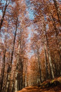 So Loureno Beech Tree Forest, pathway leaves fall in ground landscape on autu Stock Photos