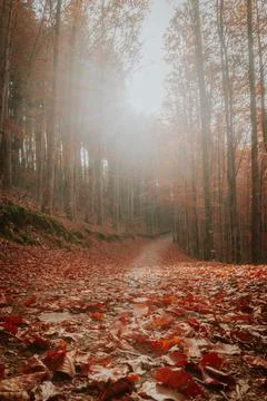So Loureno Beech Tree Forest, pathway leaves fall in ground landscape on autu Foto stock