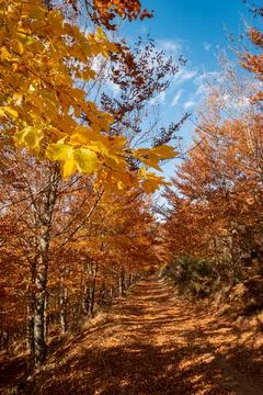 So Loureno Beech Tree Forest, pathway leaves fall in ground landscape on autu Foto stock