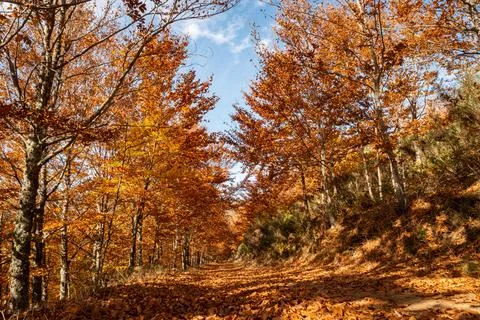 So Loureno Beech Tree Forest, pathway leaves fall in ground landscape on au.. Stock Photos