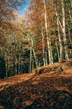 So Loureno Beech Tree Forest, pathway leaves fall in ground landscape on au.. Stock Photos