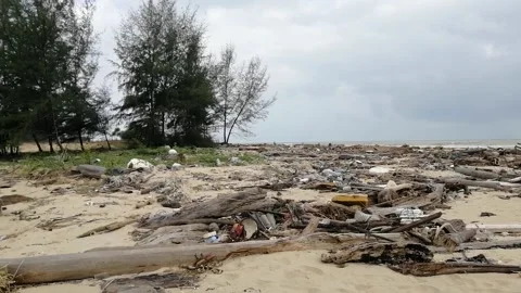 So many branches of trees on the sand of the dirty beach. Stock Footage 168653678