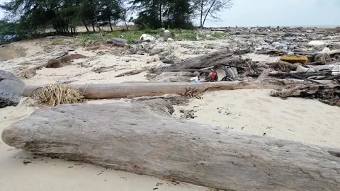 So many branches of trees on the sand of the dirty beach. Stock Footage 168653808