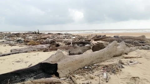 So many branches of trees on the sand of the dirty beach. Stock Footage 168653880
