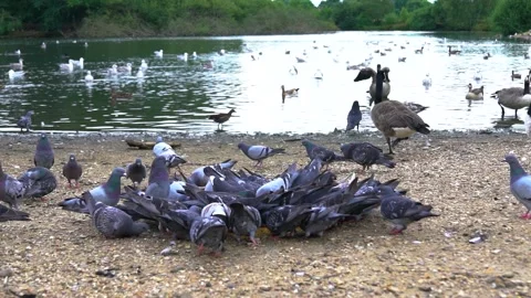 So Many Different Birds Around a Big Pond, Slow Motion Stock Footage 170504843