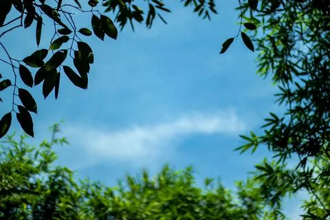 So many different trees leaf stalks on white cloud and blue sky Foto stock