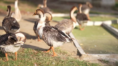 So many ducks together Видео 246983492