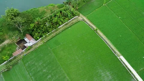 So Many Egrets Flying In Green and Young Ricefields With River Stock Footage 246794290