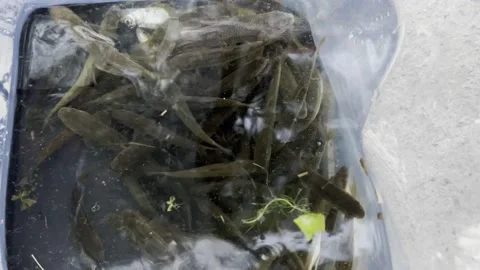 So many fish in the fish barrel Stock Footage 232317290