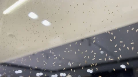 So many midges on the window Stock Footage 220740576