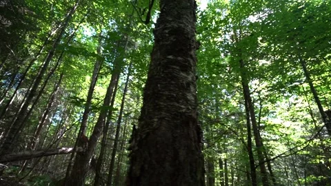 So many trees Stockbeeldmateriaal 171343427