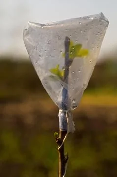So throw varietal fruit trees. A young escapes breathing under polythene and Stock Photos