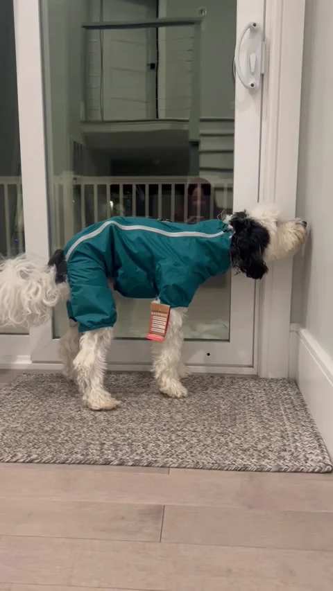 So We Got Bentley a New Snow Suit.., Massapequa, New York, USA - 21 Dec 2024 Stock Footage 308027536