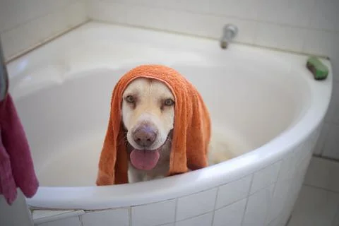 So this is what it feels like to be a celebrity. an adorable dog having a bath Stock Photos