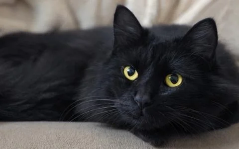 So Wonderful black cat, yellow eyes, looking forward Stock Photos