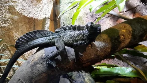 Soa layar Animal Stock Footage 171232948