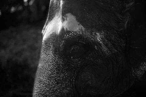 The soaked elephant Stock Photos