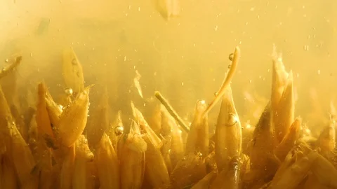 Soaked oats for sprouting. Close-up Stock-Footage 123963287