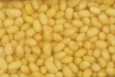 Soaked soybeans Stock Photos