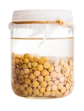 Soaked sprouting lentils 스톡 사진