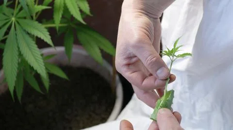 Soaking a clone of marijuana in aloe pulp Stock Photos