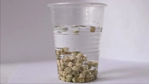 Soaking pea microgreen seeds Stock Footage 181872761