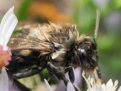 Soaking wet bumble bee extracts pollen from white flower Stock Photos