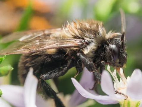 Soaking wet bumble bee extracts pollen from white flower Stock Photos