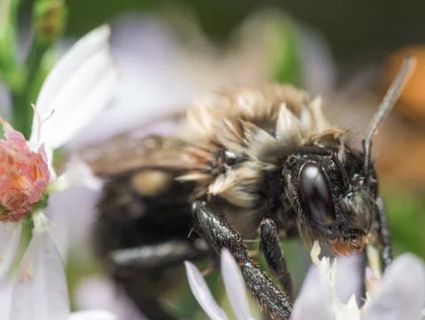 Soaking wet bumble bee extracts pollen from white flower Stock Photos