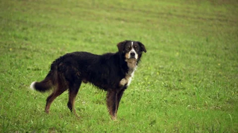 Soaking wet dog in the grass after the rain is afraid of camera Stock Footage 48562973