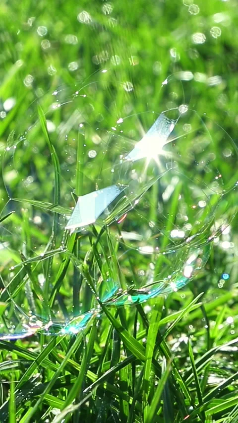 Soap bubble shining on green grass in sunlight Video stock 317399443