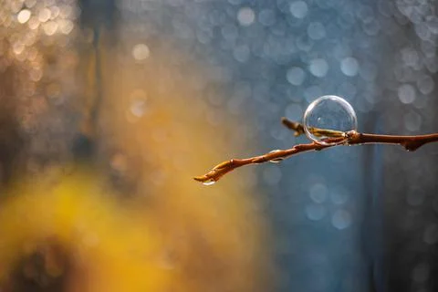 Soap bubble on a tree branch, background blurred, drops, rain Stock Photos