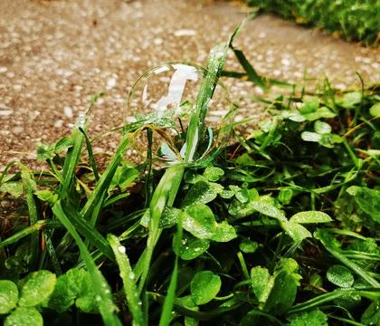 Soap bubble with white glare lies on green grass Stock Photos