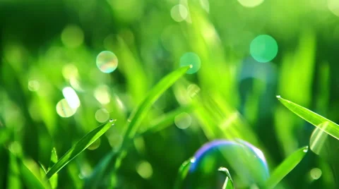 Soap bubbles against the grass background. RAW video record Stock-Footage 63497352