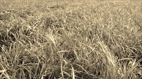 Soap bubbles and grass, black and white Stock Footage 42690665