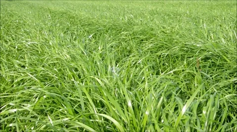 Soap bubbles and grass Stock Footage 42690576