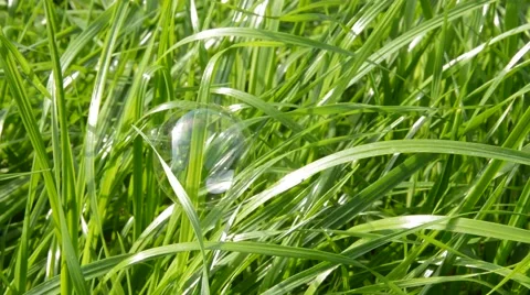 Soap bubbles and grass Stock Footage 42889809