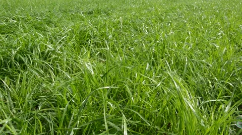 Soap bubbles and grass Stock-Footage 42890570