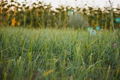 Soap bubbles on a background of grass on a bright sunny day Stock Photos