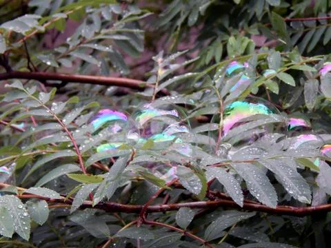 Soap bubbles on the branches of a tree close up Stock Photos