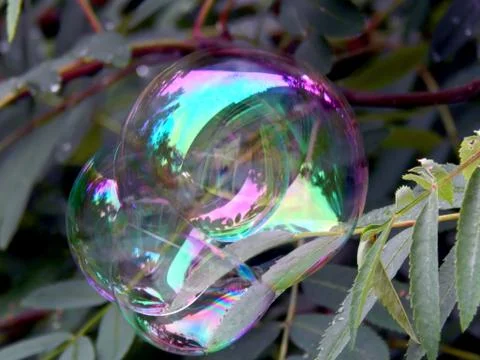 Soap bubbles on the branches of a tree close up Stock Photos