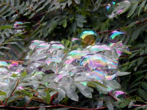 Soap bubbles on the branches of a tree close up Stock Photos