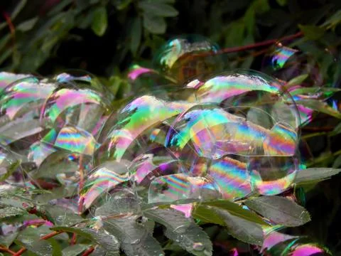 Soap bubbles on the branches of a tree close up Stock Photos